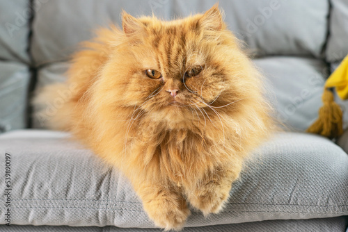 stunning brown persian cat with big brown eyes, lying on grey sofa, with big eyes and a fixed gaze