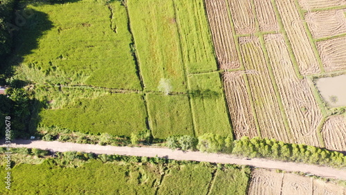 Panoramic view of rice field with beautiful cloud sky. Agricultural area in the northern Thailand. Greenery paddy filed.