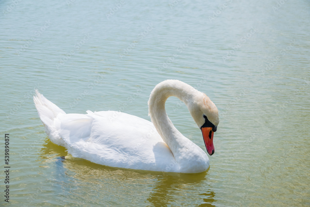 Graceful white Swan swimming in the lake, swans in the wild. Portrait of a white swan swimming on a lake. Graceful white Swan swimming in the lake, swans in the wild. Portrait of a white swan swimming on a lake.