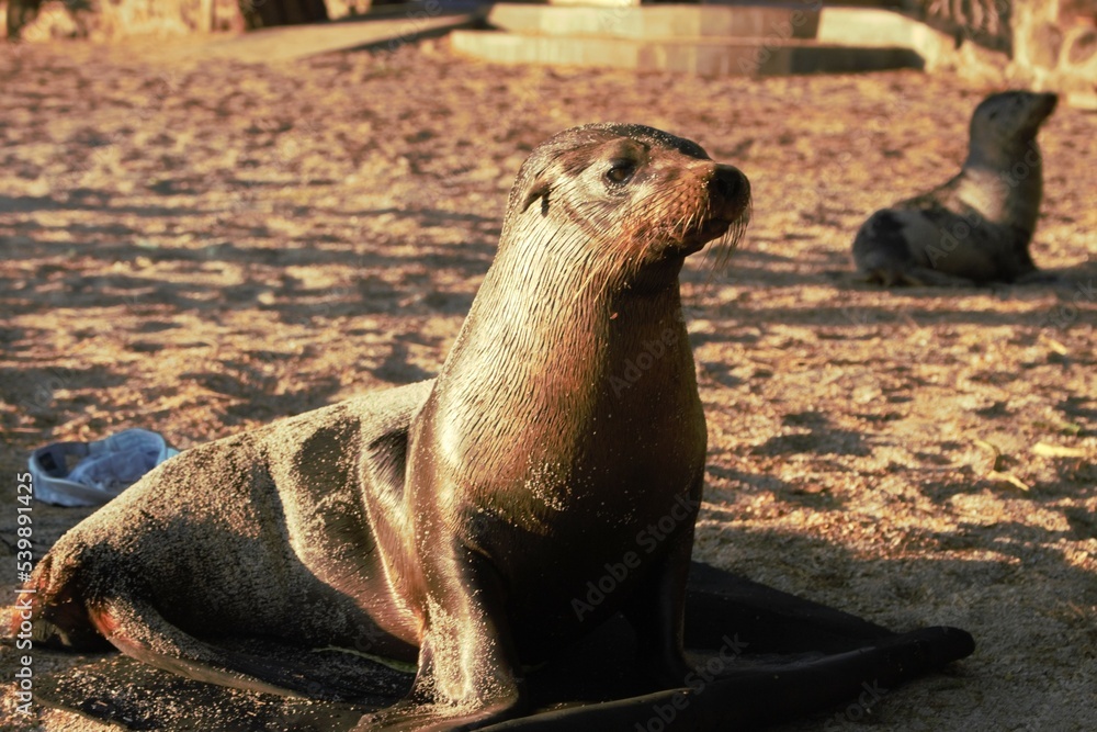 Fototapeta premium lobo marino de galapagos
