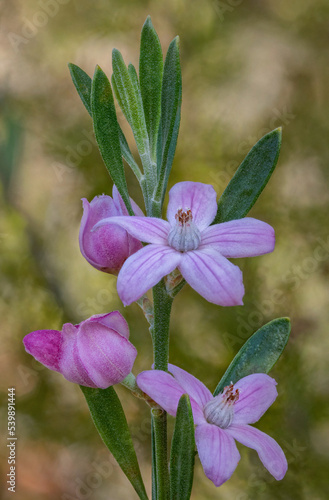 Wax Flower (Eriostemon australasius) - shrub endemic to NSW & Queensland, Australia photo