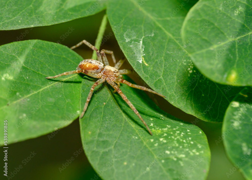 Fototapeta premium Brown spider hunts sitting on leaves in the forest