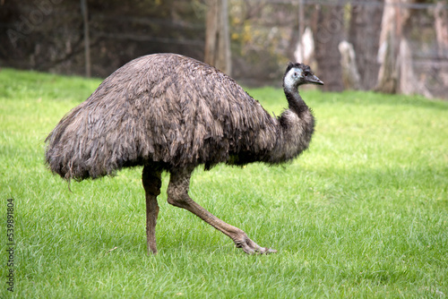 the Austalian emu is a large flightless bird with long feather on its back with a black head