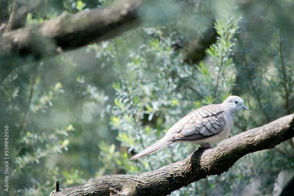 the peaceful dove is perched on a tree the peaceful dove is perched on a tree