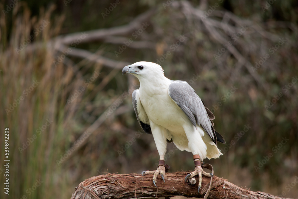 The White-bellied Sea-Eagle is the second largest raptor found in Australia he is standing on a perch The White-bellied Sea-Eagle is the second largest raptor found in Australia he is standing on a perch