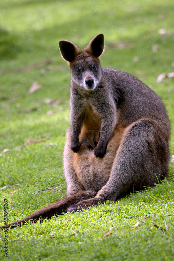 the swamp wallaby is resting on the grass the swamp wallaby is resting on the grass
