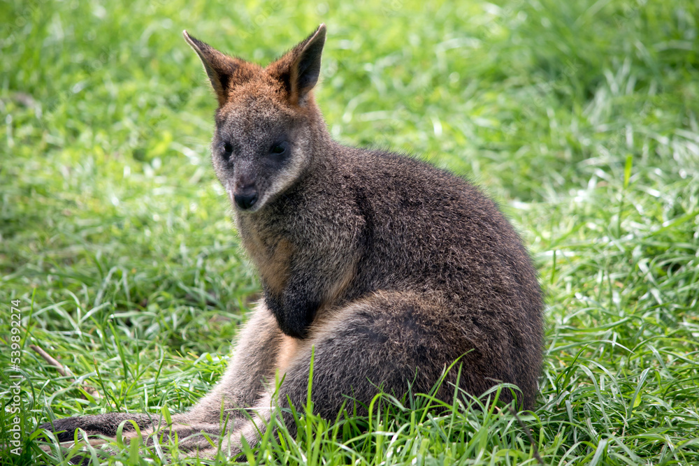 the joey swamp wallaby is resting on the grass the joey swamp wallaby is resting on the grass