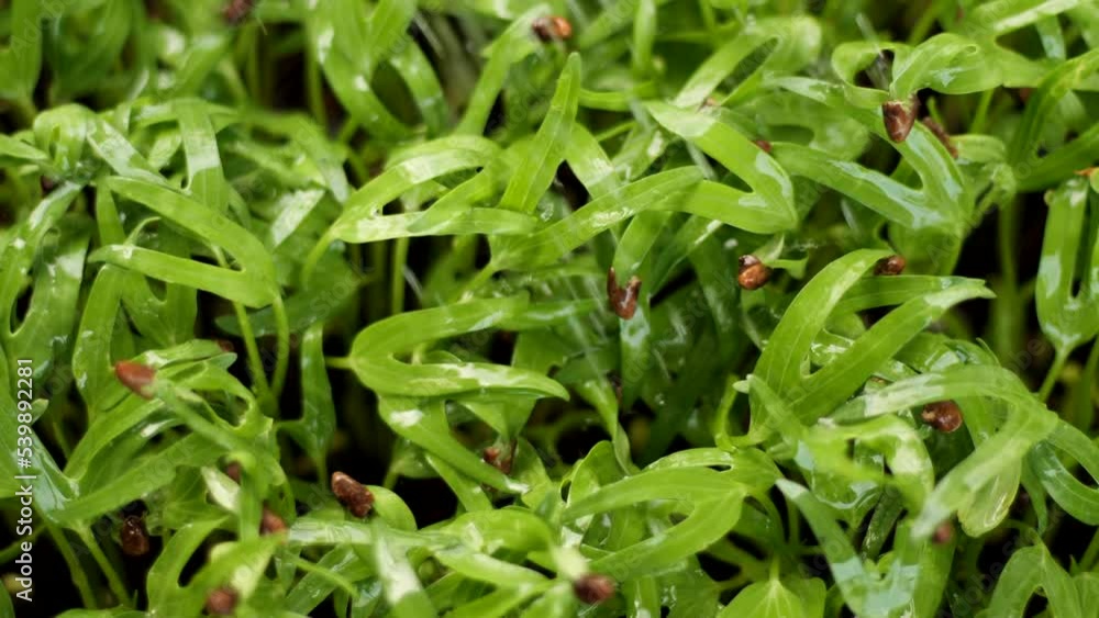 Slow motion of watering vegetable in the plant Slow motion of watering vegetable in the plant