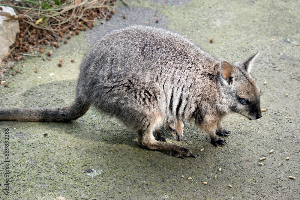 the tammar wallaby is mostly grey with tan paws and a white chest the tammar wallaby is mostly grey with tan paws and a white chest