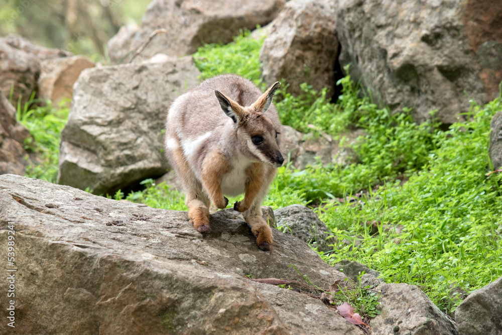 Obraz premium the yellow footed rock wallaby has a grey body with a white chest tan legs and a long tan nad black tail