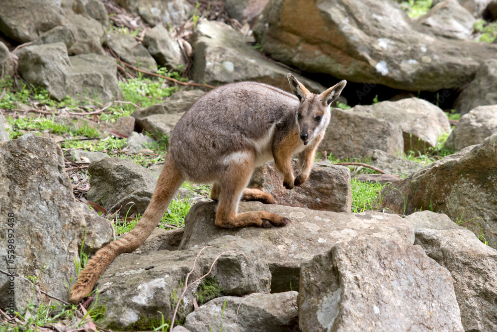 Fototapeta premium the yellow footed rock wallaby has a grey body with a white chest tan legs and a long tan nad black tail