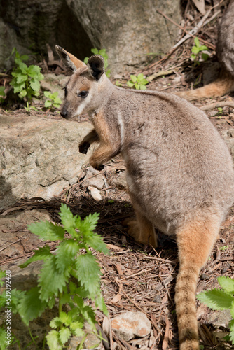 the yellow footed rock wallaby has a grey body with a white chest tan legs and a long tan nad black tail