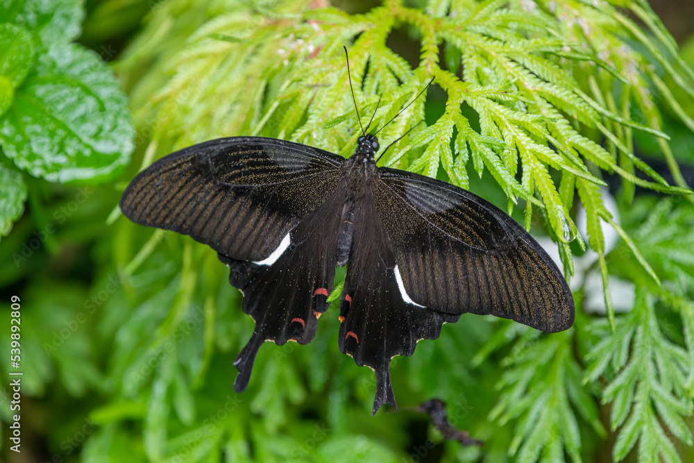 Fototapeta premium Great Helen observed in the butterfly park in Kuala Lumpur, Malaysia