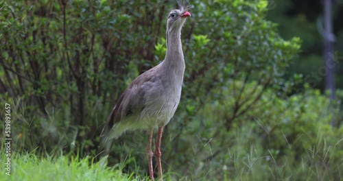 Seriema bird stands up straight while looking around lawn in tropical location for food