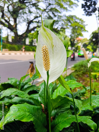 The Spathiphyllum kochii flower blossom photo