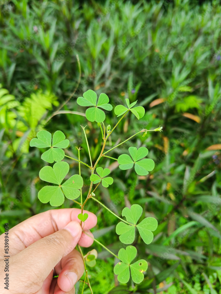 The four leaf clover in the garden The four leaf clover in the garden