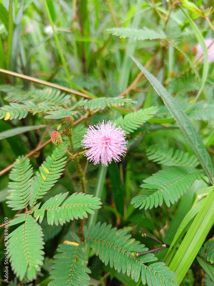 Fototapeta premium The mimosa flower blossom wildly