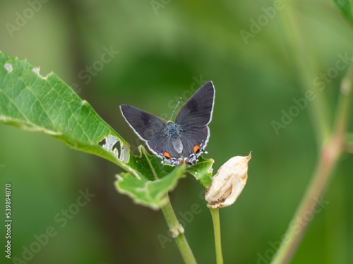 Gray Hairstreak Butterfly Perched on a Leaf photo