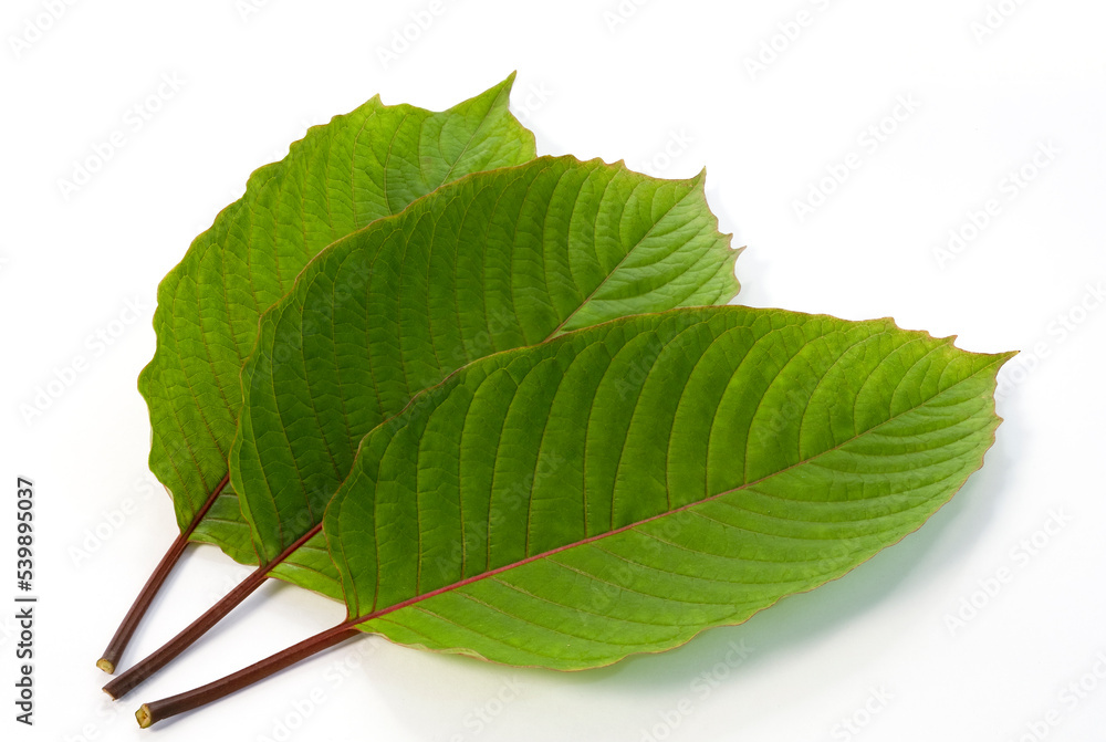 Obraz premium Mitragyna speciosa (kratom) isolated on the white background. 