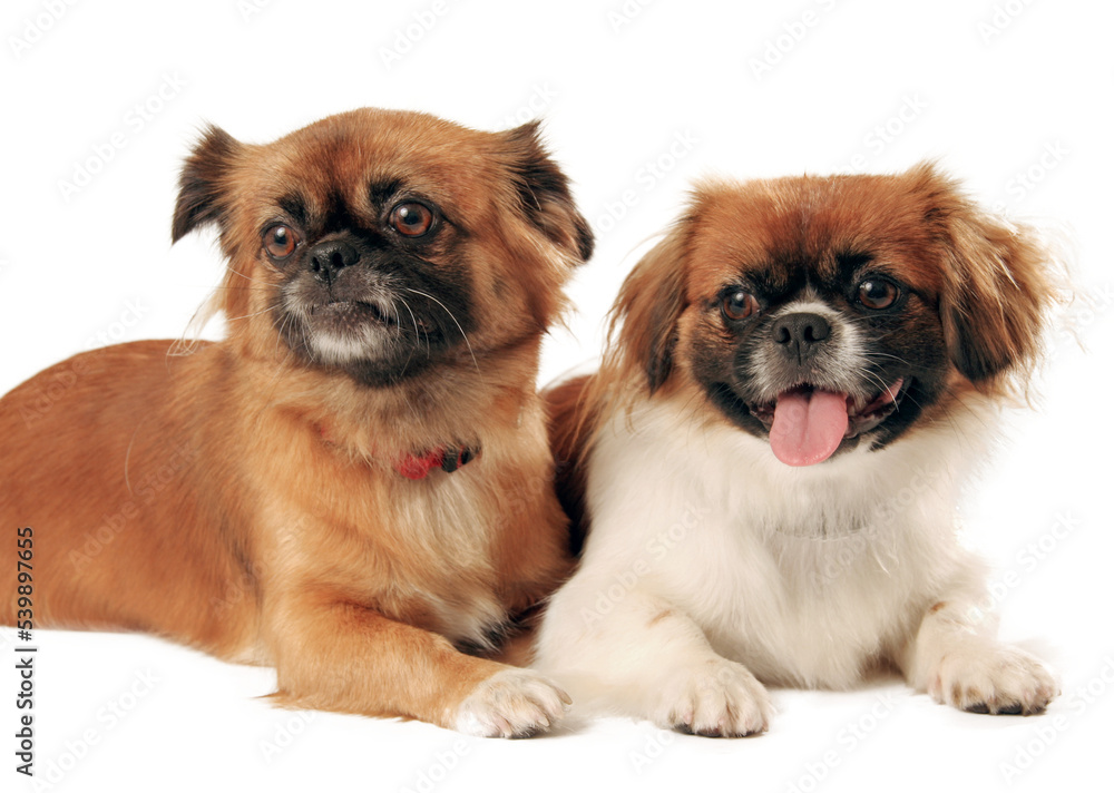 Spaniel Dogs Similar To Tibetan Terriers Tibetan Spaniel Tibetan
