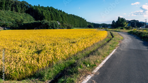 田舎の道