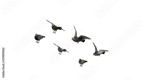 3D High Poly Birds - SET1 Color - Isometric View 1