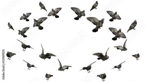 3D High Poly Birds - SET1 Color - Isometric Views