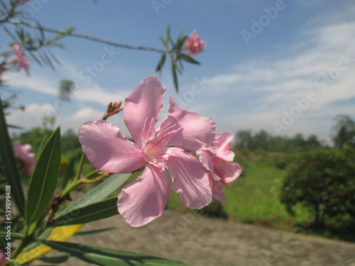 The nerium oleander nerium flower or bunga mentega is one of the most dangerous beautiful flowers. photo