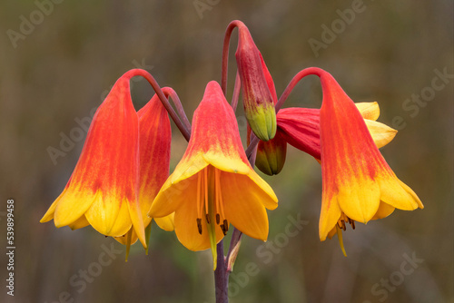 Christmas Bells (Blandfordia grandiflora)  - spectacular waxy flowers approx 50mm long; stems approx 800mm long; colours range from red to yellow - endemic to south-eastern Australia