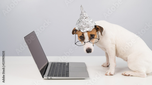 Jack Russell Terrier dog in a tinfoil hat and glasses works at a laptop. 
