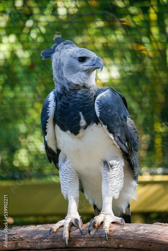 Vertical shot of a harpy eagle looking to the side with bright green trees in the background