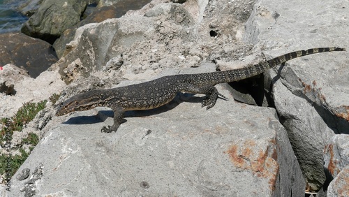 Gorgeous Asian water monitor lizard with a long tail standing on rocks near a lake on Borneo Island photo