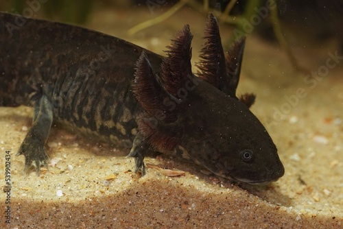 Closeup of an Anderson's salamander underwater - critically endangered Ambystoma andersoni photo