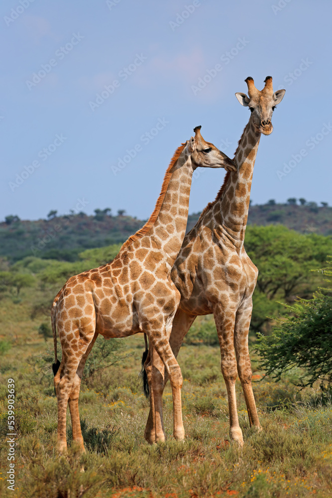 Obraz premium Giraffes (Giraffa camelopardalis) in natural habitat, Mokala National Park, South Africa.