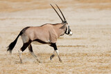 A gemsbok antelope (Oryx gazella) running on arid plains, Etosha National Park, Namibia.
