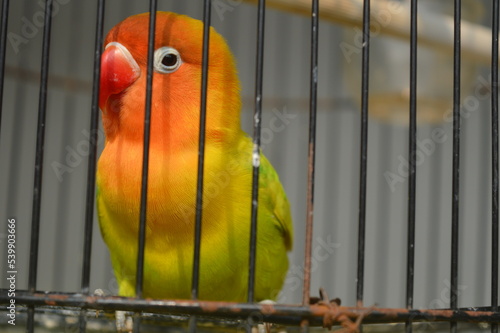 a lovebird with Fischer's glasses or with the scientific name Agapornis fisheri with red, orange, yellow and green feathers, is one of the birds that is kept by many bird lovers. photo