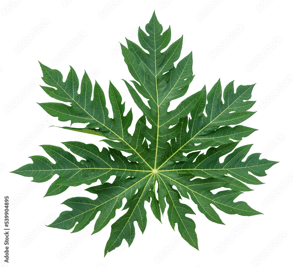 Fresh papaya leaf isolated on white background, Green papaya leaf