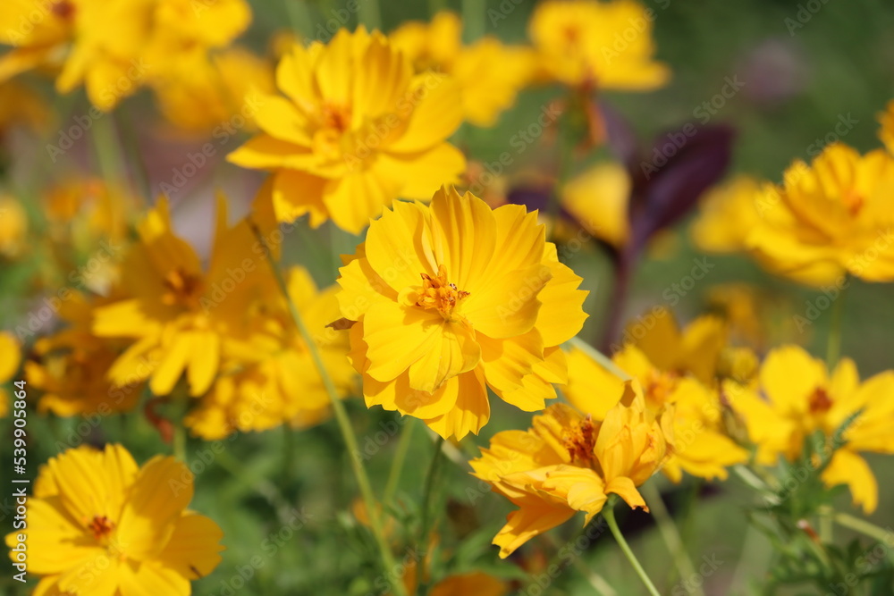 Cambodia. Cosmos sulphureus is a species of flowering plant in the sunflower family Asteraceae, also known as sulfur cosmos and yellow cosmos. Cambodia. Cosmos sulphureus is a species of flowering plant in the sunflower family Asteraceae, also known as sulfur cosmos and yellow cosmos.