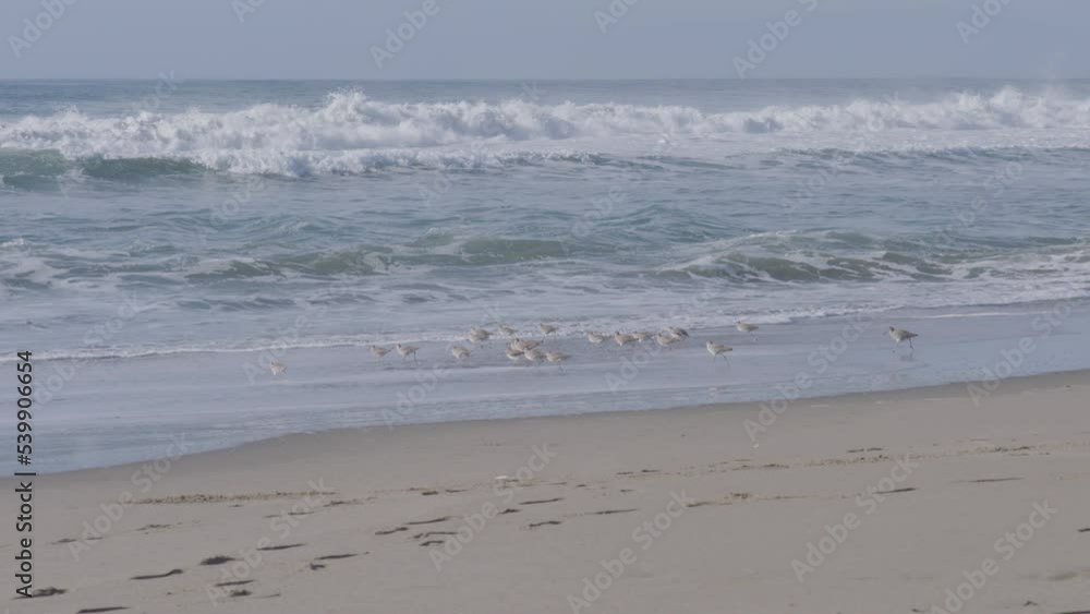 Tracking shot of a flock of seagulls running along the beach. Sunny day located in Marina State Beach Monterey Bay California. Tracking shot of a flock of seagulls running along the beach. Sunny day located in Marina State Beach Monterey Bay California.