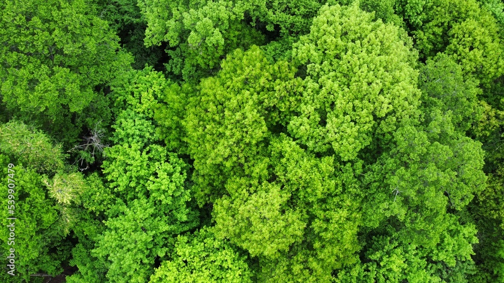 Bright-Green Foliage