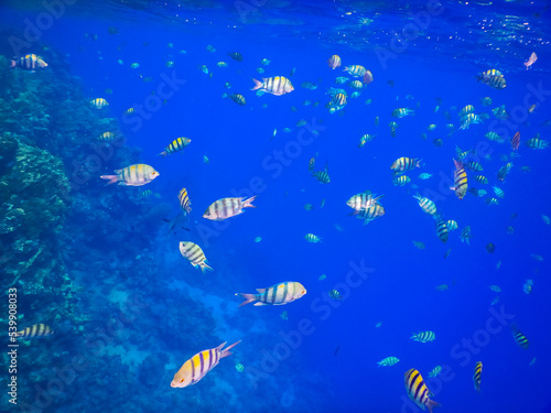 millions of indopazific sergeant fish in blue ocean © thomaseder