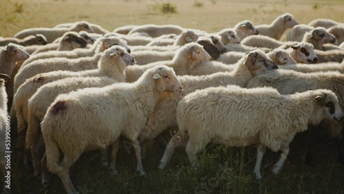 The flock of sheep that go forward and push each other. One looks at the camera then goes on after his girlfriends. The background is green to yellow. High quality and resolution in 4k .
