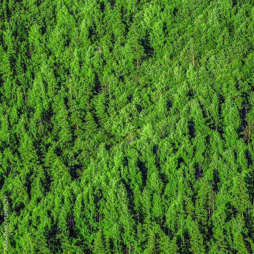 Forest view from above as background