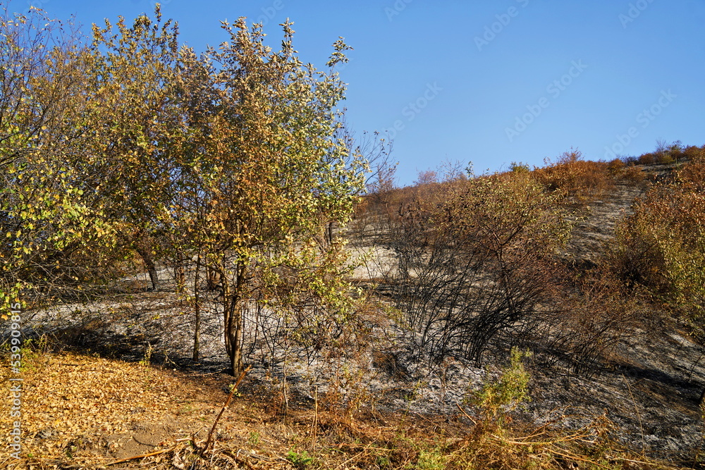 Fires in mountainous areas. Ignition of dry grass, shrubs and trees. Fires in mountainous areas. Ignition of dry grass, shrubs and trees.