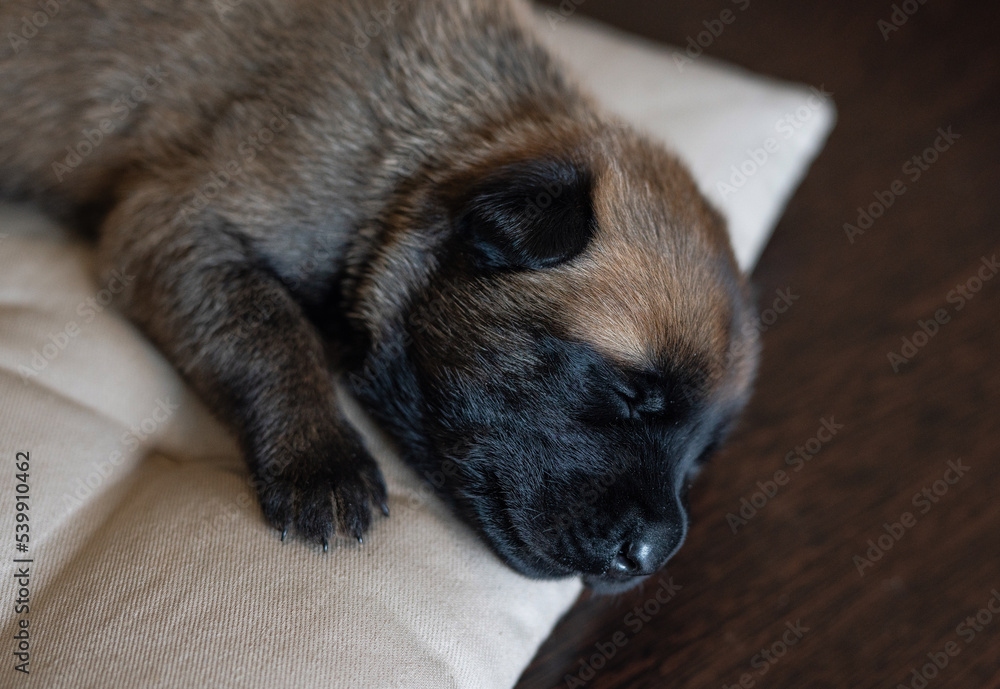 Obraz premium Cute little puppy sleeping on the pillow. Malinois breed. Brown color palette. Dog photography. Life with pet. Close up portrait of a dog. Belgium shepherd
