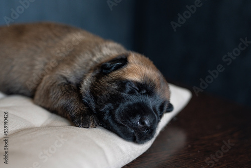Cute little puppy sleeping on the pillow. Malinois breed. Brown color palette. Dog photography. Life with pet. Close up portrait of a dog. Belgium shepherd © Ekaterina
