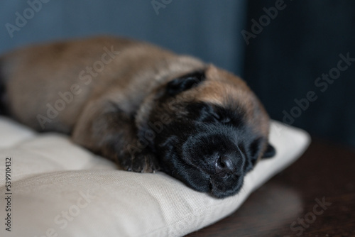 Cute little puppy sleeping on the pillow. Malinois breed. Brown color palette. Dog photography. Life with pet. Close up portrait of a dog. Belgium shepherd