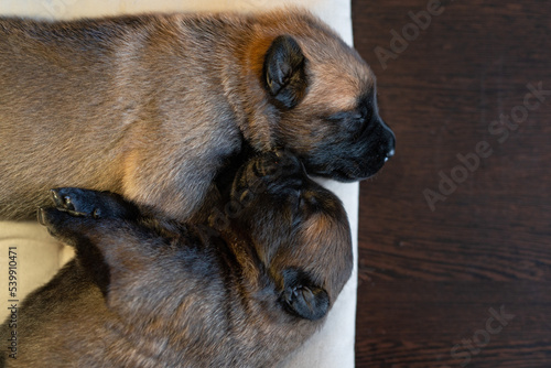 Two cute little puppies sleeping on the pillow. Malinois breed. Brown color palette. Dog photography. Life with pet. Close up portrait of a dog. Belgium shepherd © Ekaterina
