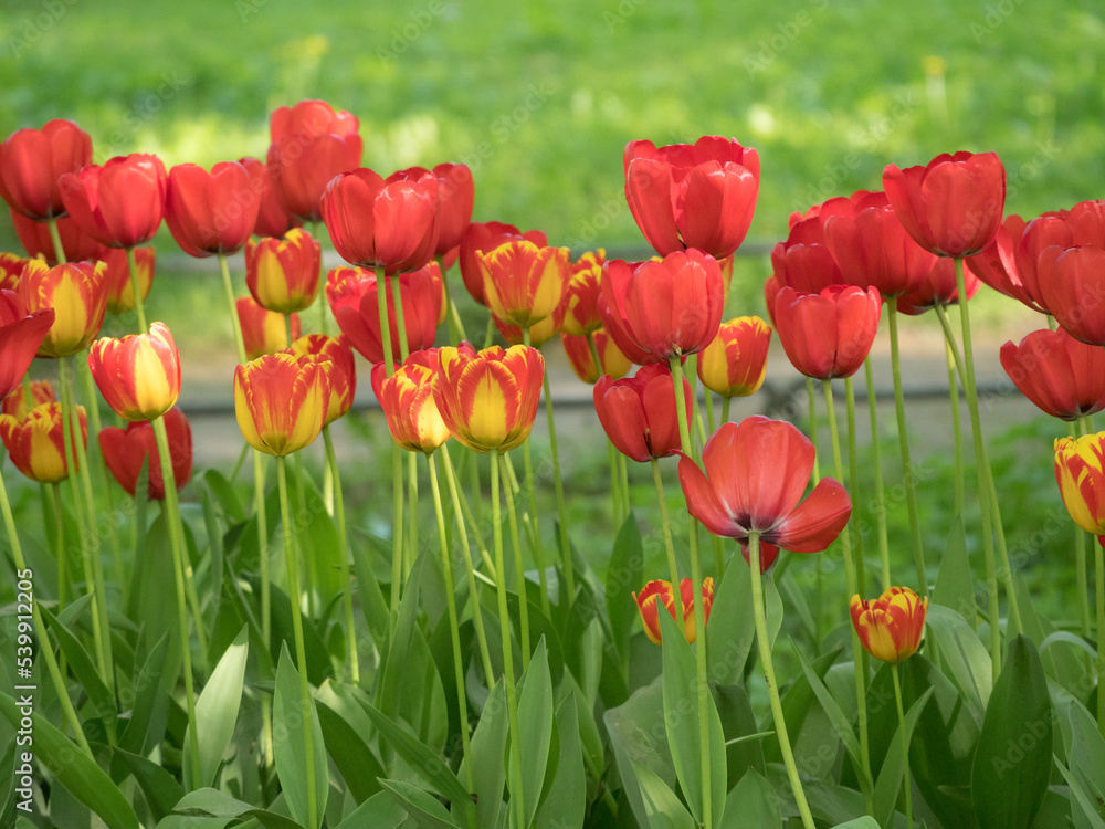 Obraz premium red tulips on a spring day