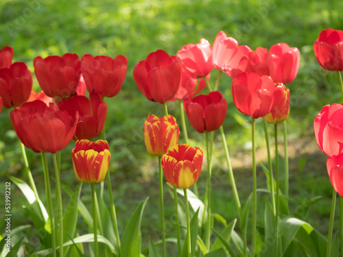 red tulips in the spring © Maslov Dmitry